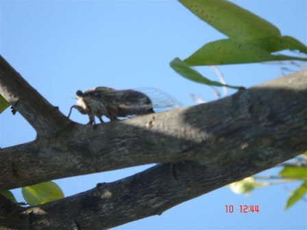 fim_2008 (121)