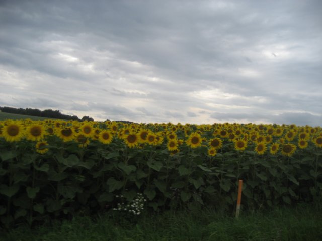 img_2529.jpg